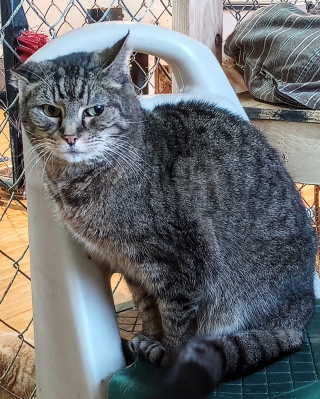 Illustration de l'article : "Aucun animal ne devrait passer toute sa vie au refuge" : Rosie, chatte à l'oreille déformée, attendait ce moment depuis 11 ans