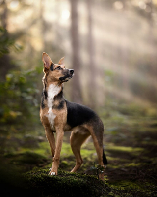 Illustration de l'article : 20 photos de chiens célébrant leur beauté et celle des paysages néerlandais leur servant de décor