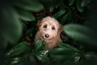 Illustration de l'article : 20 photos de chiens célébrant leur beauté et celle des paysages néerlandais leur servant de décor