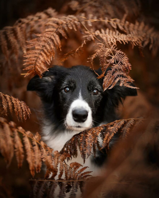 Illustration de l'article : 20 photos de chiens célébrant leur beauté et celle des paysages néerlandais leur servant de décor