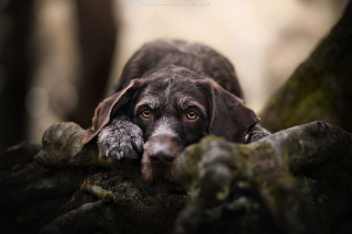 Illustration de l'article : 20 photos de chiens célébrant leur beauté et celle des paysages néerlandais leur servant de décor