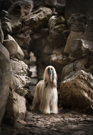 Illustration de l'article : 20 photos de chiens célébrant leur beauté et celle des paysages néerlandais leur servant de décor