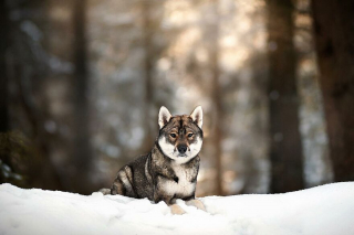 Illustration de l'article : 20 photos de chiens célébrant leur beauté et celle des paysages néerlandais leur servant de décor