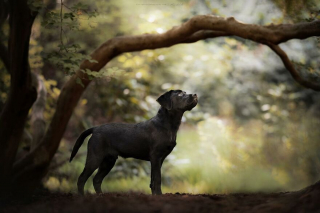 Illustration de l'article : 20 photos de chiens célébrant leur beauté et celle des paysages néerlandais leur servant de décor