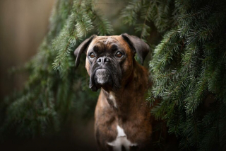 Illustration de l'article : 20 photos de chiens célébrant leur beauté et celle des paysages néerlandais leur servant de décor