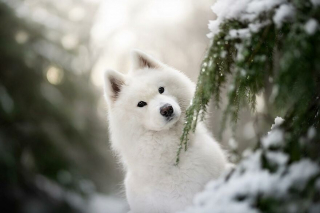 Illustration de l'article : 20 photos de chiens célébrant leur beauté et celle des paysages néerlandais leur servant de décor