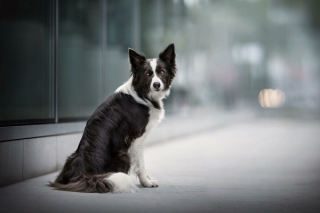 Illustration de l'article : 20 photos de chiens célébrant leur beauté et celle des paysages néerlandais leur servant de décor