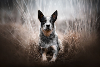 Illustration de l'article : 20 photos de chiens célébrant leur beauté et celle des paysages néerlandais leur servant de décor