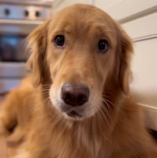 Illustration de l'article : La réaction amusante d'une chienne croquant dans une pomme pour la première fois de sa vie (vidéo)