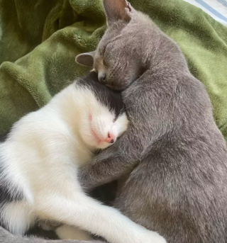 Illustration de l'article : 14 photos de chats donnant tout leur sens aux mots amitié et complicité