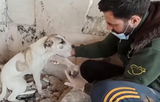 Illustration de l'article : Dévasté par les séismes en Syrie, "L'homme à chats d'Alep" redouble d'efforts pour sauver les animaux touchés dans son refuge