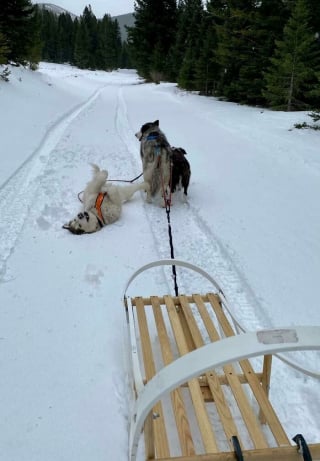 Illustration de l'article : 20 photos hilarantes de chiens prouvant qu'ils ne sont jamais à court d'idées pour nous surprendre