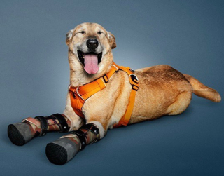Illustration de l'article : "Sa vie est un exemple de courage" : l'histoire poignante d'un chien amputé des pattes par des malfrats 