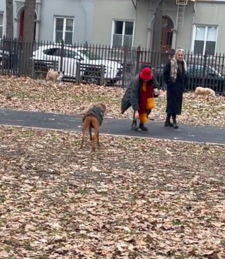 Illustration de l'article : Fan de balles, ce chien adopte un rituel amusant à chacune de ses balades au parc (vidéo)