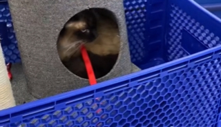 Illustration de l'article : Une chatte met sa propriétaire devant le fait accompli en refusant de sortir d'un arbre à chat exposé en magasin (vidéo)