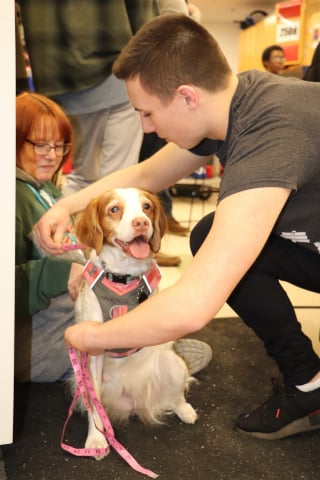 Illustration de l'article : Des lycéens créent des dispositifs d’assistance pour aider une chienne à 3 pattes à remarcher