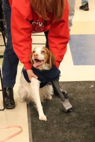 Illustration de l'article : Des lycéens créent des dispositifs d’assistance pour aider une chienne à 3 pattes à remarcher