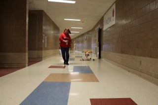 Illustration de l'article : Des lycéens créent des dispositifs d’assistance pour aider une chienne à 3 pattes à remarcher