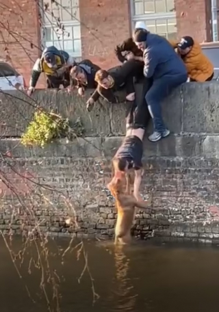Illustration de l'article : Un étudiant surprend un chien pris au piège dans un canal et décide de se jeter à l’eau (vidéo)