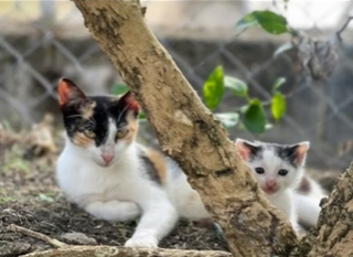 Illustration de l'article : Une chatte errante qu'une dame avait l'habitude de nourrir l'invite à la suivre et lui fait une belle surprise (vidéo)