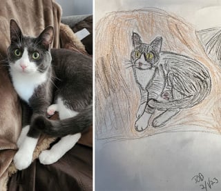 Illustration de l'article : 20 portraits d'animaux de compagnie dessinés par des bénévoles pour la bonne cause