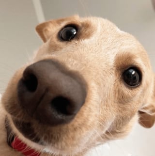 Illustration de l'article : 15 photos de chiens qui sont prêts à tout pour avoir votre attention