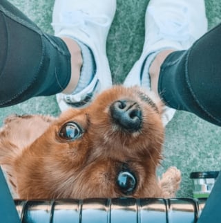 Illustration de l'article : 15 photos de chiens qui sont prêts à tout pour avoir votre attention