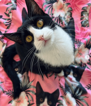 Illustration de l'article : 20 photos de chats tuxedo vêtus de leur plus beau costume naturel pour vous séduire