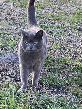 Illustration de l'article : Disparu lors des feux de forêt en Gironde, Jak le chat fait l'objet d'incessantes recherches pendant 7 mois jusqu'à ce "miracle"