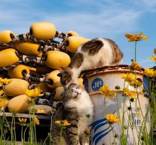 Illustration de l'article : 20 photos de chats prises au meilleur moment possible pour vous faire sourire