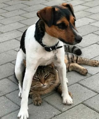 Illustration de l'article : 20 photos amusantes de de chiens et de chats mis devant le fait accompli