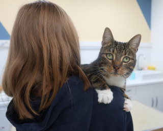 Illustration de l'article : Un vétérinaire s'indigne après qu'un chat a été blessé par un tir de carabine, frôlant ainsi le pire