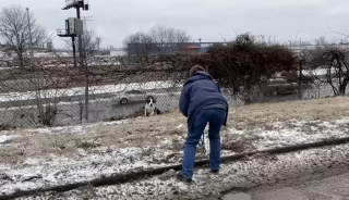 Illustration de l'article : Une femme découvre un chien abandonné près d’une autoroute très fréquentée, et s’engage dans une mission périlleuse pour lui venir en aide (vidéo)