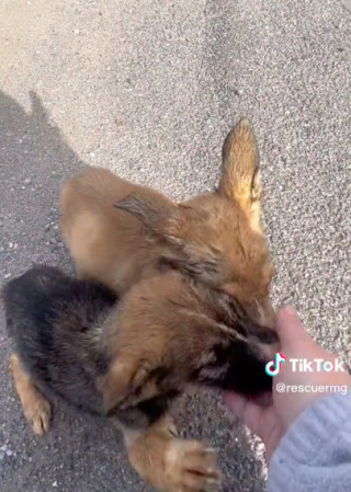 Illustration de l'article : Alors qu’elle allait chercher des gâteaux pour ses collègues, une femme découvre 2 chiots abandonnés sur le bord de la route (vidéo)