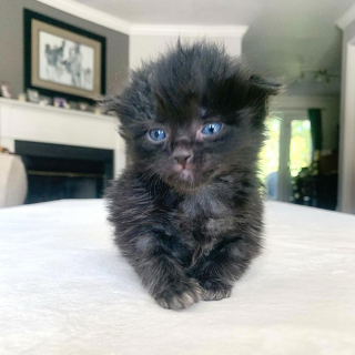 Illustration de l'article : 2 chatons s'étant rencontrés en famille d'accueil deviennent frère et sœur et se soutiennent mutuellement