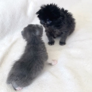 Illustration de l'article : 2 chatons s'étant rencontrés en famille d'accueil deviennent frère et sœur et se soutiennent mutuellement