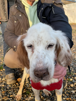 Illustration de l'article : Une chienne victime de maltraitance sort enfin la tête de l’eau au bout de 14 ans d’existence