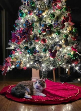 Illustration de l'article : 20 photos drôles ou émouvantes d'animaux qui ont marqué Noël de leur patte personnelle