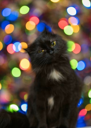 Illustration de l'article : 20 photos drôles ou émouvantes d'animaux qui ont marqué Noël de leur patte personnelle