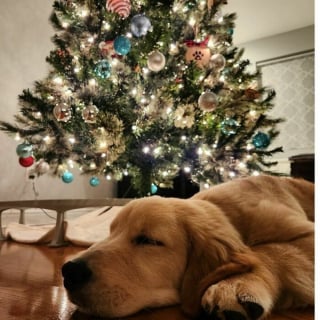 Illustration de l'article : 20 photos drôles ou émouvantes d'animaux qui ont marqué Noël de leur patte personnelle