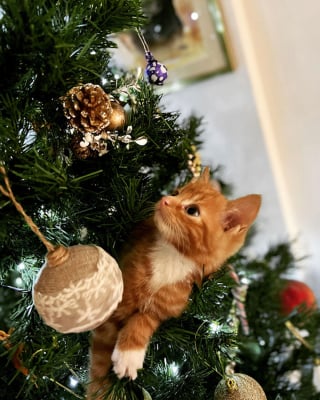 Illustration de l'article : 20 photos drôles ou émouvantes d'animaux qui ont marqué Noël de leur patte personnelle