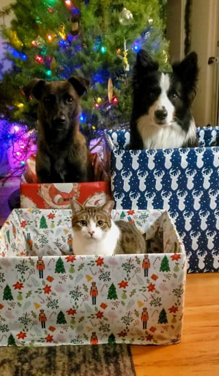 Illustration de l'article : 20 photos drôles ou émouvantes d'animaux qui ont marqué Noël de leur patte personnelle