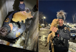 Illustration de l'article : Un chat reste coincé dans un conduit gelé pendant plusieurs jours jusqu'à l'arrivée de la police