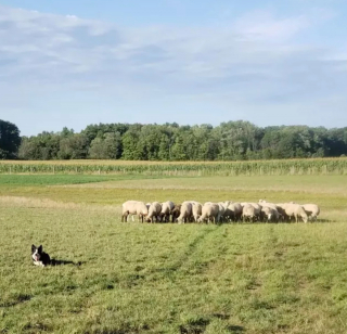 Illustration de l'article : 17 photos de chiens qui adorent leur vie à la ferme