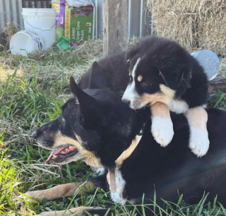 Illustration de l'article : 17 photos de chiens qui adorent leur vie à la ferme