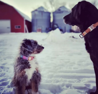 Illustration de l'article : 17 photos de chiens qui adorent leur vie à la ferme