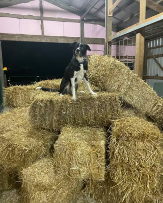 Illustration de l'article : 17 photos de chiens qui adorent leur vie à la ferme