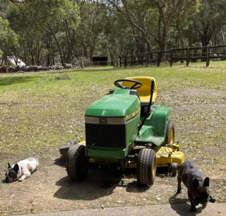 Illustration de l'article : 17 photos de chiens qui adorent leur vie à la ferme