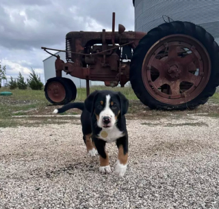 Illustration de l'article : 17 photos de chiens qui adorent leur vie à la ferme