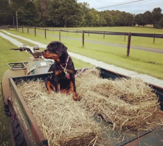 Illustration de l'article : 17 photos de chiens qui adorent leur vie à la ferme